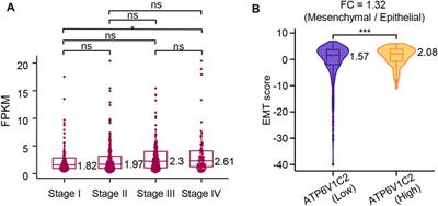 High Expression of ATP6V1C2 Predicts Unfavorable Overall Survival in Patients With Colon Adenocarcinoma